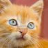 CERCO GATTINO ROSSO