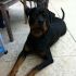 rottweilr