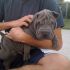 CERCASI IN REGALO CUCCIOLI DI BULL DOG INGLESE O SHARPEI