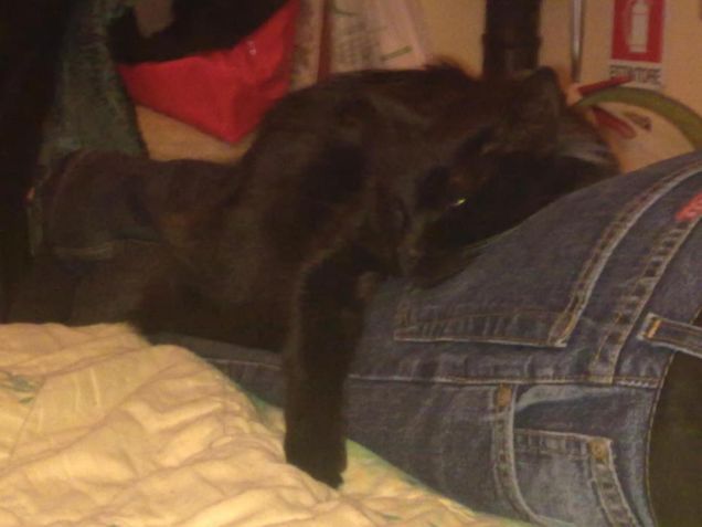 Com'è comodo il mio papino..