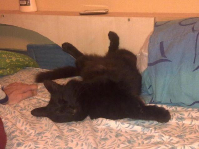 Dura la vita di un gatto...