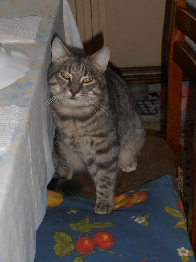 Aggiungi un posto a tavola...ci sono anch' io!!!