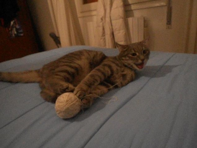 Giocando col gomitolo...