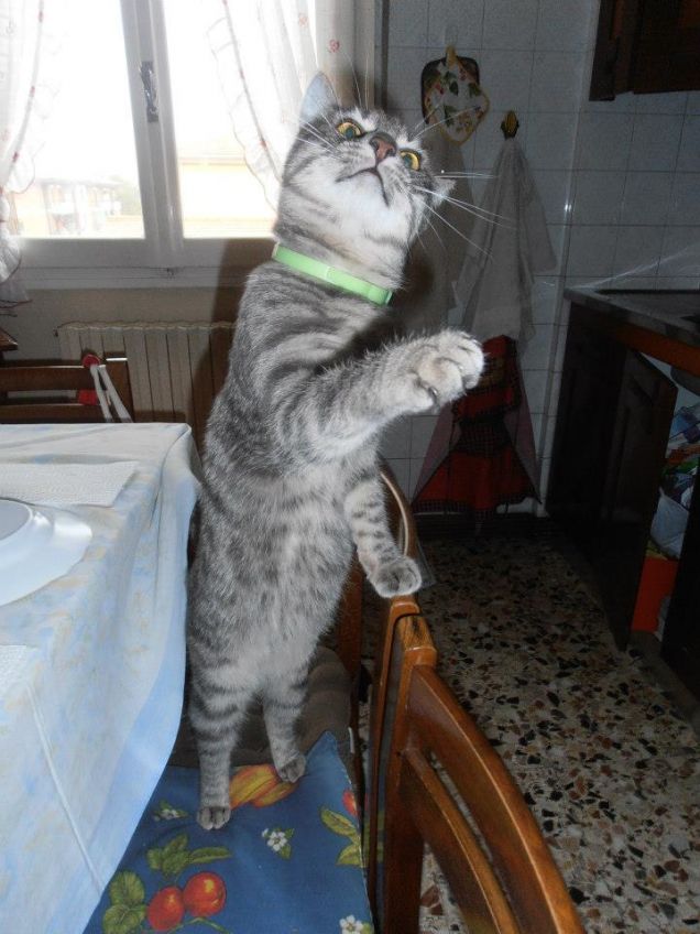 Affrontami, se ne hai il coraggio!!!