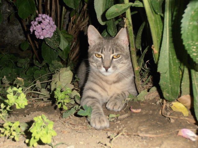 Al sole, c' è troppo caldo!!!
