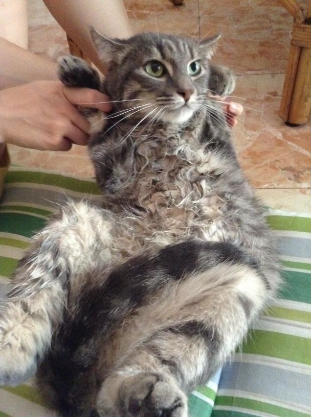 MI ARRENDO!!! NON FATEMI IL BAGNETTO!!!