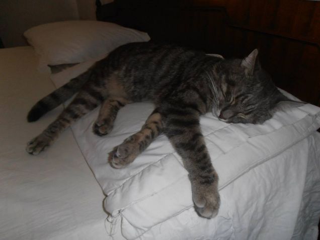 QUESTO, E' IL MIO CUSCINO!!!