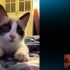 Cerco cucciola di gatta snowshoe