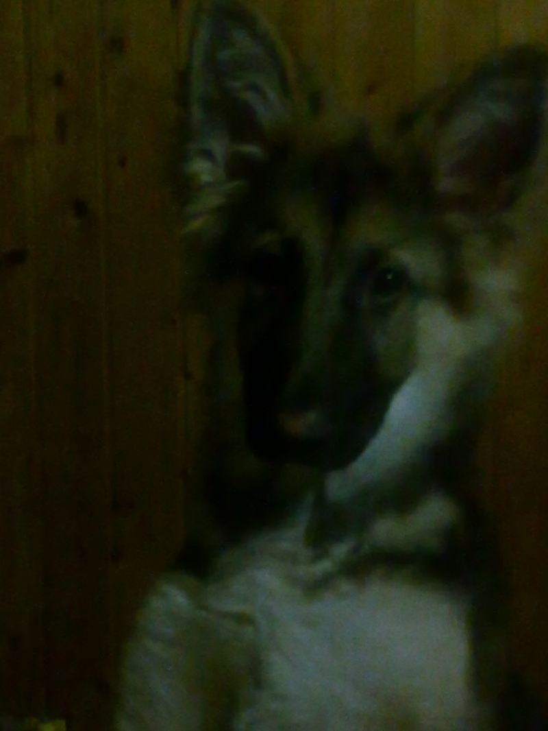 cerco cucciolo anche non di razza di taglia grande