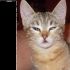 regalo gattina 8 mesi