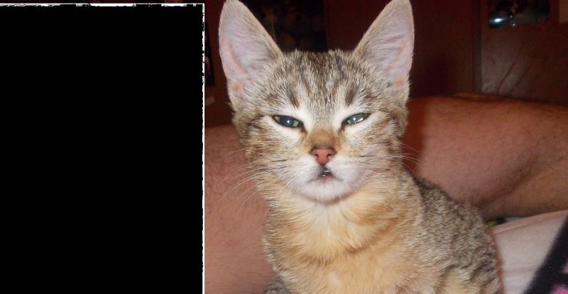 regalo gattina 8 mesi