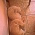 regalo cagnolina di 9 anni