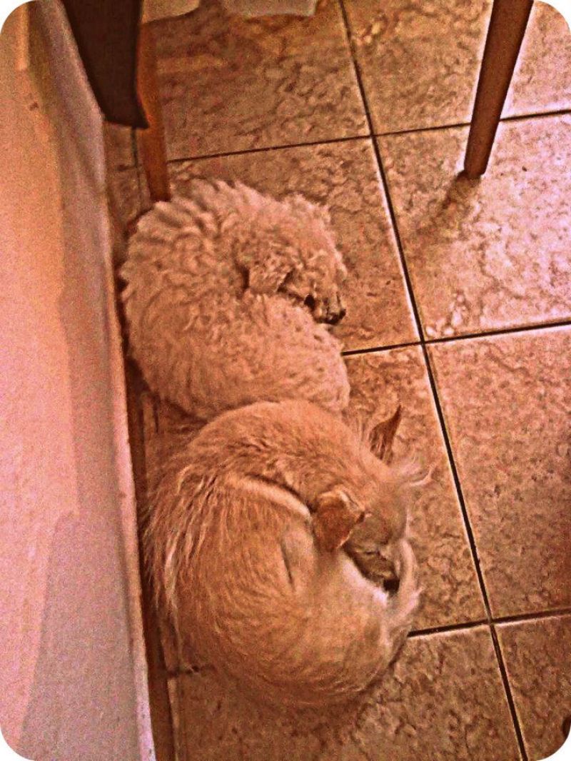 regalo cagnolina di 9 anni