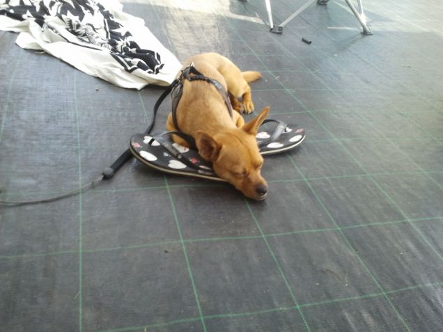 zuccherino tutto matto