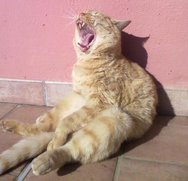 Garfield al sole