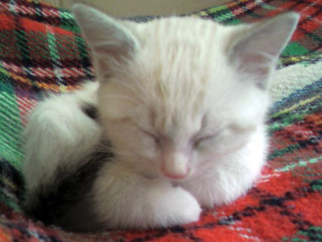 un pisolino aspettando il Natale...