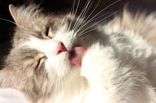 Bella la vita... asciugarsi al sole dopo essersi lavato