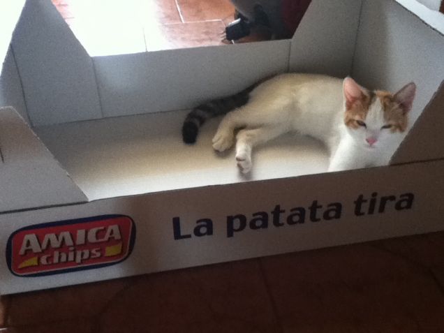 il cartone è miooo!