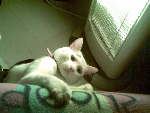 Lucio il giocherellone!