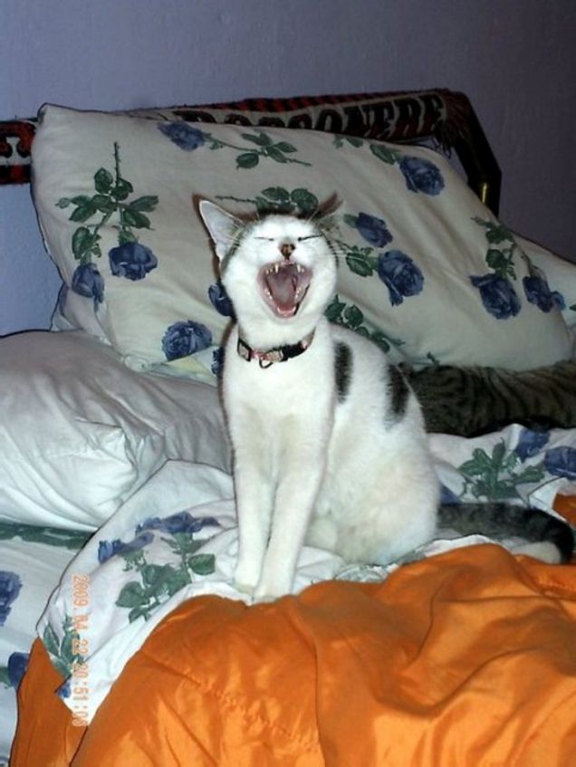 SCHEGGIA IL RUGGITO FELINO