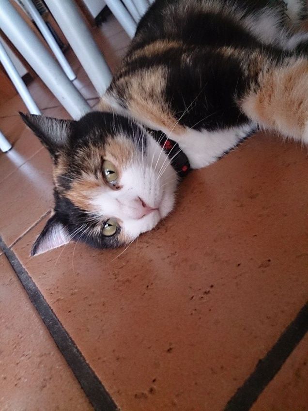 serenità dopo l'abbandono