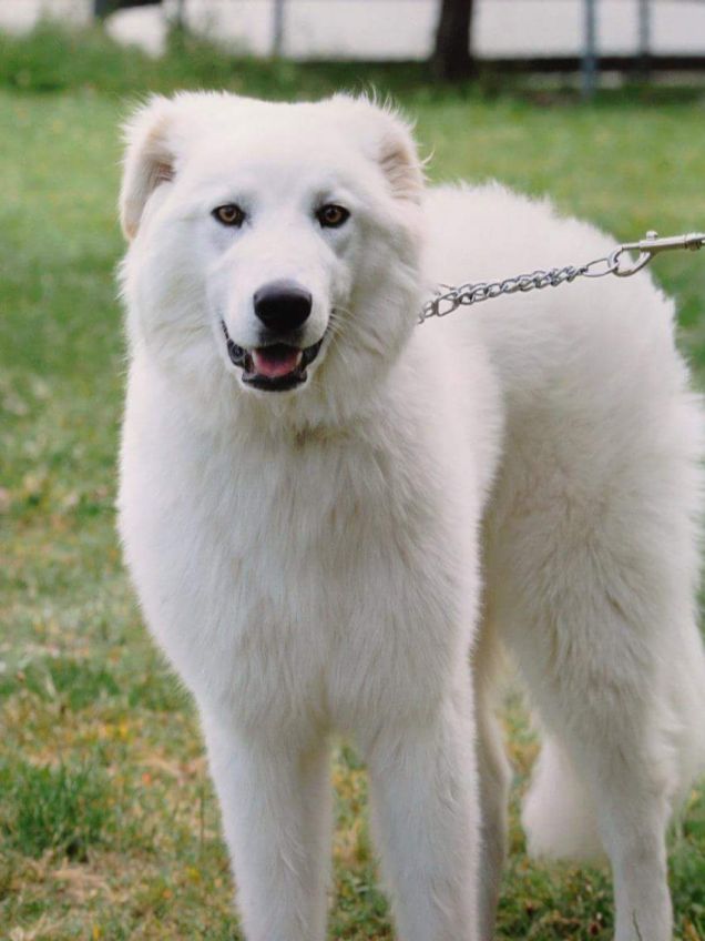 Vincitrice premio agility 