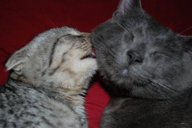 Bacio tra innamorati