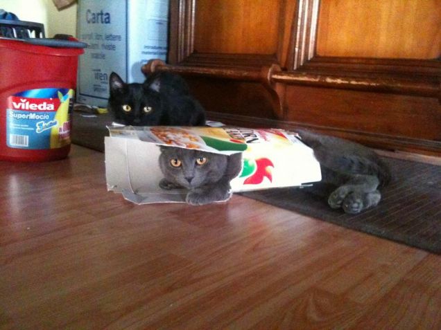 Sono un cucciolo di gatto ma un po cresciuto