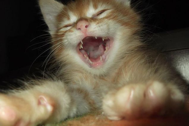 sono il re della casa