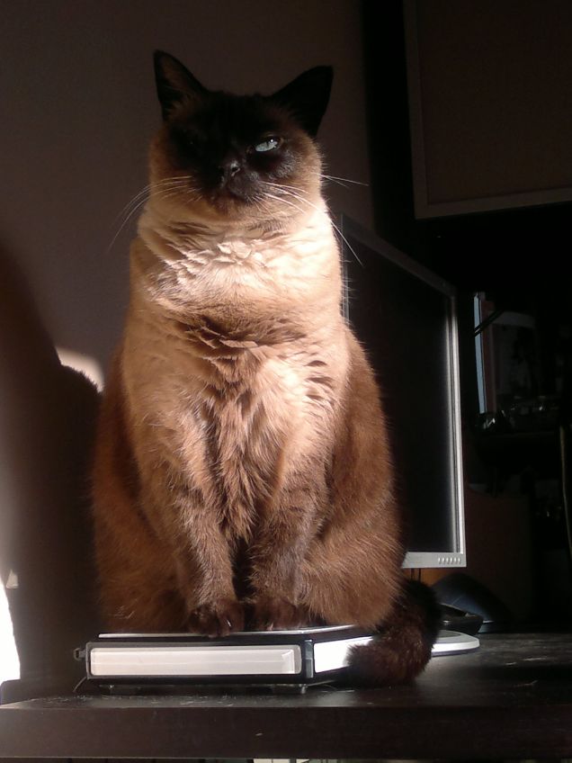 ciao mi chiamo Bijou e sono un gatto tecnologico !