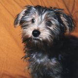 Wisky