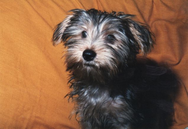Wisky 