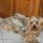 Wisky