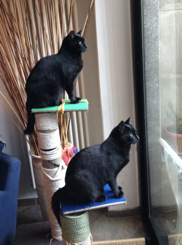 Ctrl+C Ctrl+V  Golia e Poldino