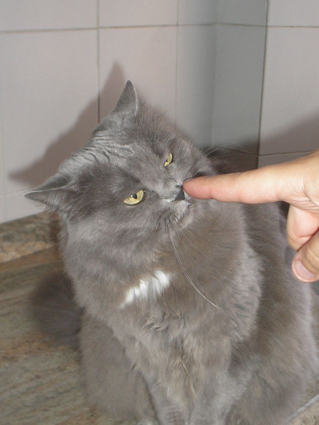 tutti i pretesti per una grattatina