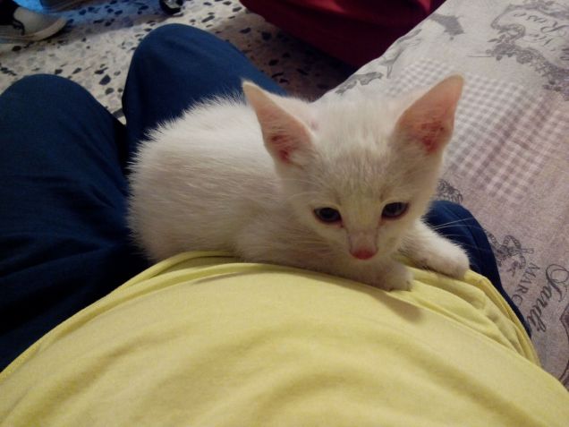 un cucciolo 'sul cucciolo..'