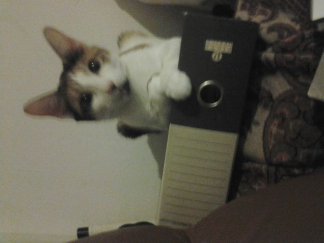 minoù la segretaria 