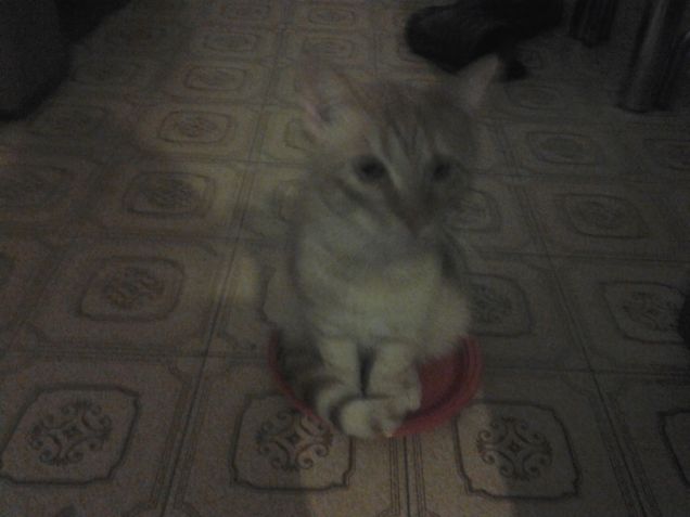 bignè si crede... su cotto e mangiato:)