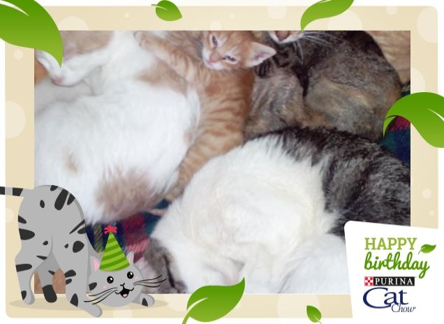 tutti insieme appassionatamente