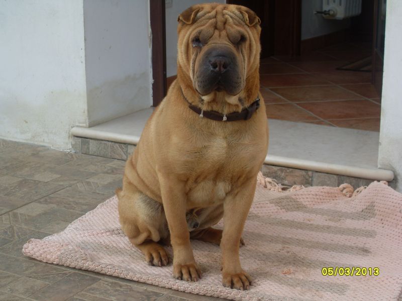 accoppiamento