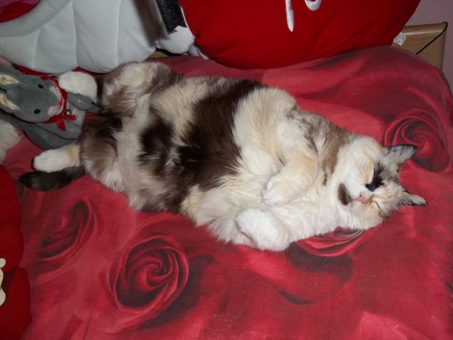 Pallina come al solito .......troppo stanca???????