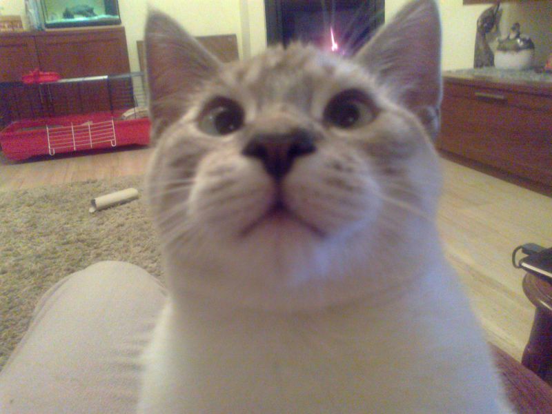 Cercasi siamese strabico cucciolo