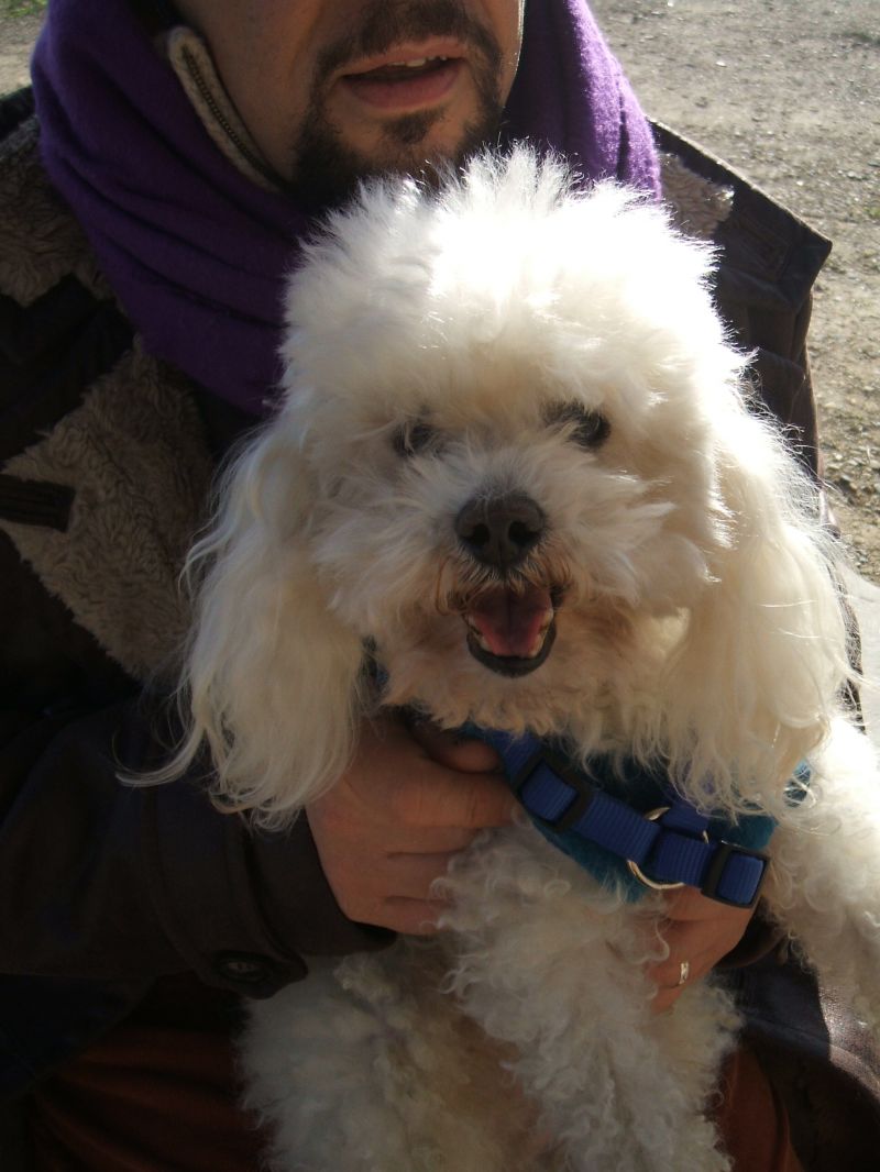 cerco fratellino cucciolo barboncino