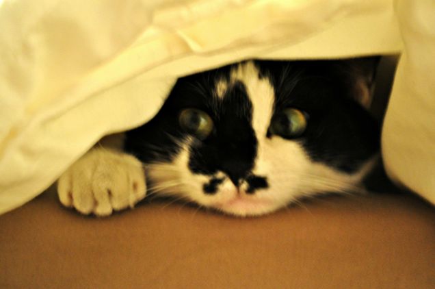 Minerva sotto le coperte