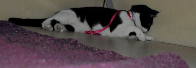 Minerva sotto al letto