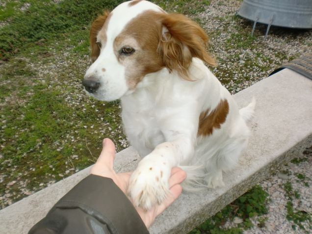 greta che da la zampa a mamma