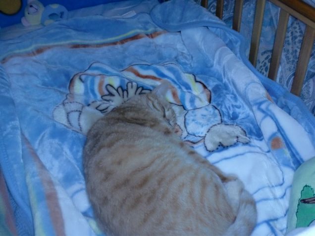 gino nel mio lettino