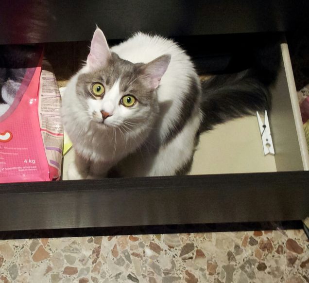 Ispezione scorte di cibo