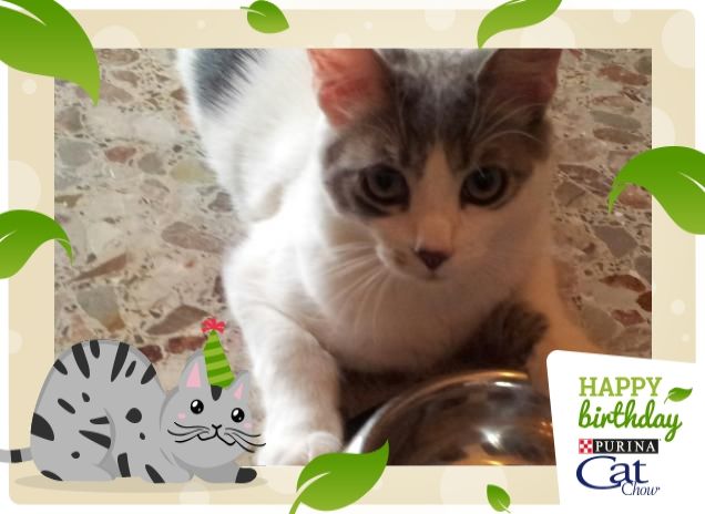 Dov'è il mio CatChow?