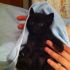 cerco gattina nera max 2 mesi